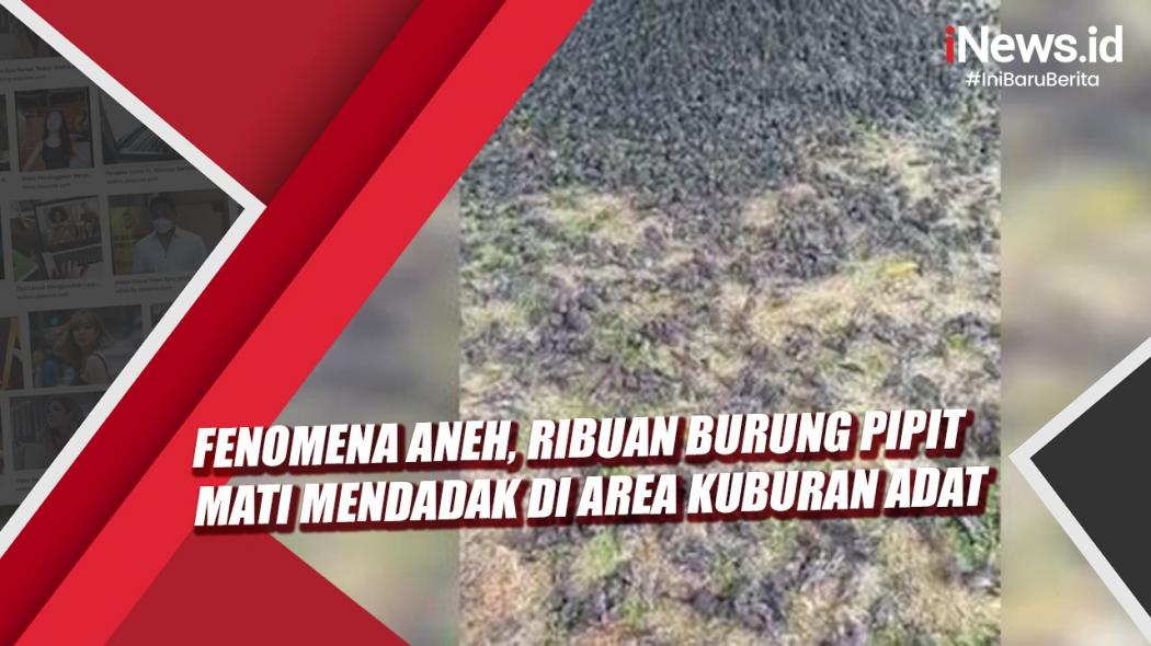 Viral Ribuan Burung Jatuh lalu Mati di Lahan Kuburan, Ini Penjelasan BKSDA Bali