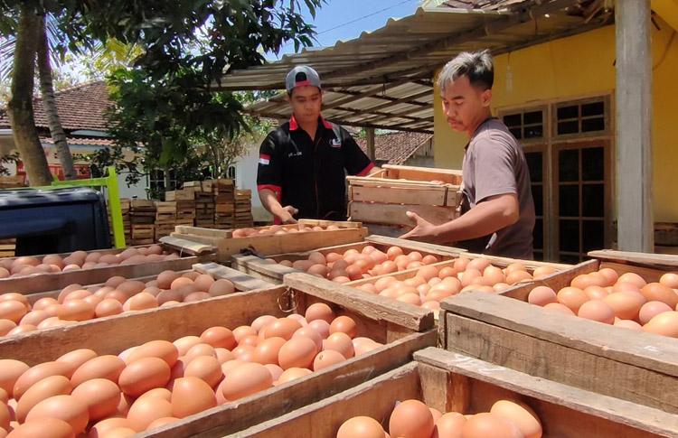 Program Bantuan Pemerintah Cair, Harga Telur di Gunungkidul Terdongkrak Naik
