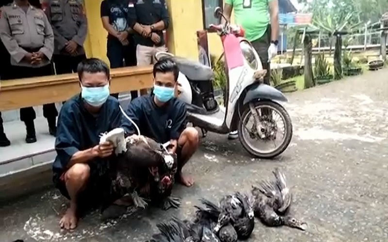 Butuh Modal Main Perempuan, 2 Pemuda Prabumulih Curi Bebek Warga