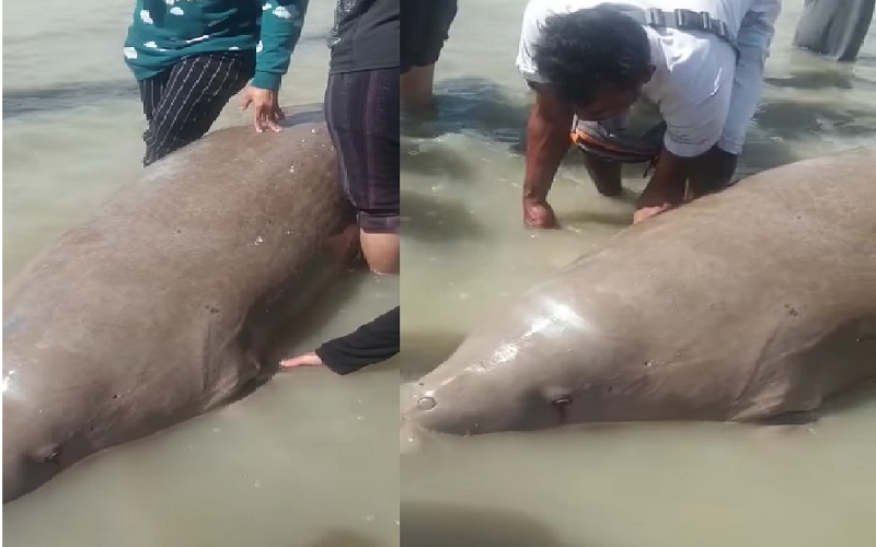 Viral Warga Temukan Ikan Duyung Terdampar di Pantai Pasir Padi, Ditawarkan Rp5 Juta