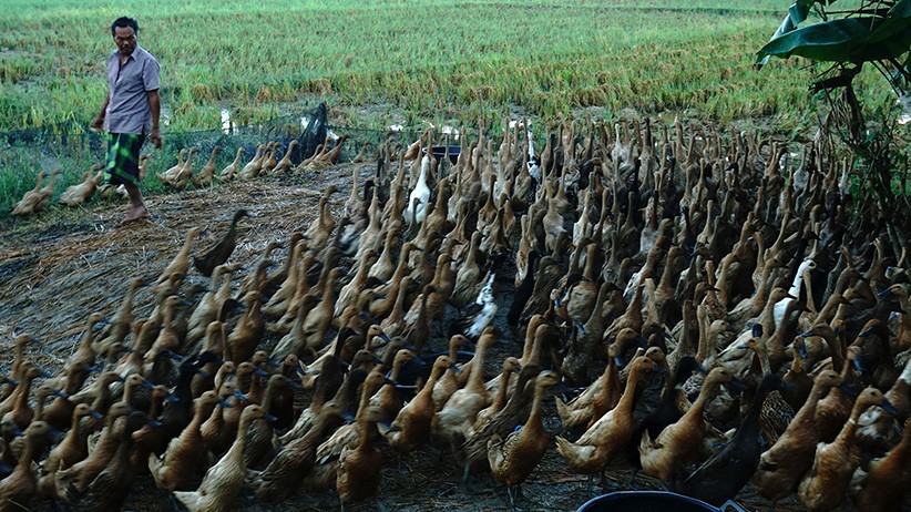 Korupsi Pengadaan Bebek, 4 Warga Aceh Jadi Tersangka
