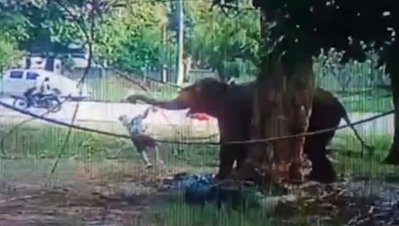 Nahas, Pria Ini Tewas Diinjak-injak Gajah saat Beri Makan