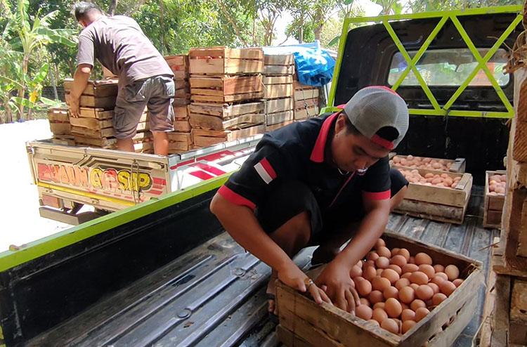 Pasokan Telur Ayam dari Pulau Jawa-Bali ke Mataram Dihentikan