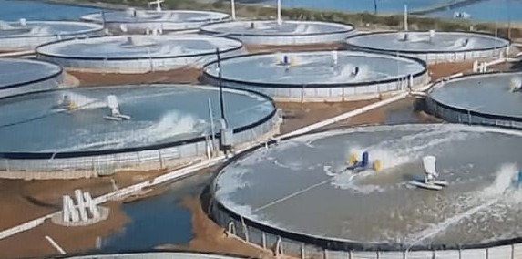 Budidaya Udang ala Milenial, 1 Kolam Bisa Hasilkan Rp40 Juta dalam 3 Bulan