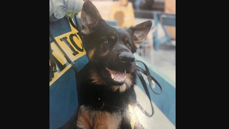 Heroik, Anjing Polisi Ini Habiskan 3.000 Jam Cari Korban Serangan Teroris 11/9 di WTC