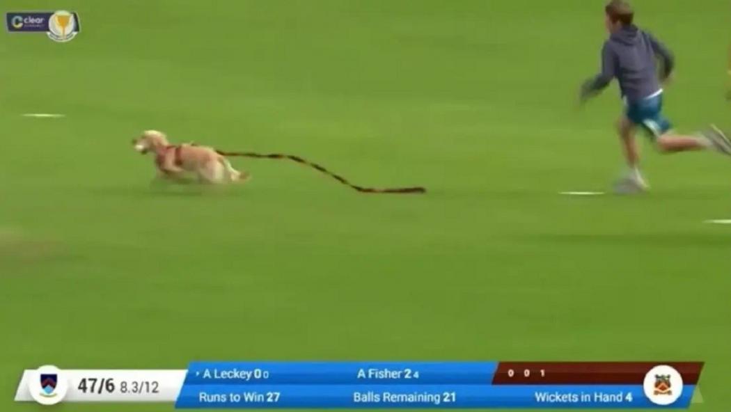 Anak Anjing Tiba-Tiba Masuk Lapangan dan Curi Bola, Pertandingan Pun Terganggu