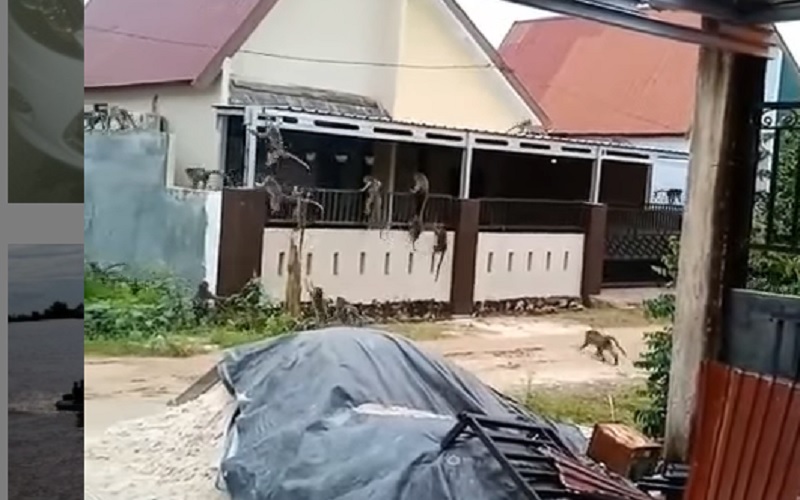 Puluhan Monyet Liar Serbu Permukiman Warga, Ini Penampakannya