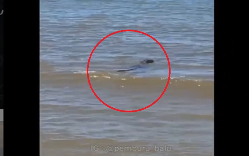 Viral Penampakan Buaya Berenang di Pantai Turki Kalsel