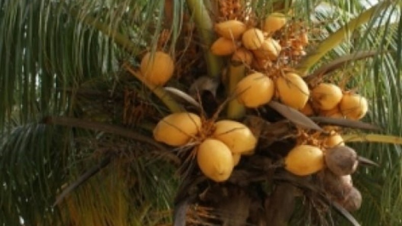 Miliki Potensi Besar, Kelapa Jadi Salah Satu Penyumbang Devisa Negara