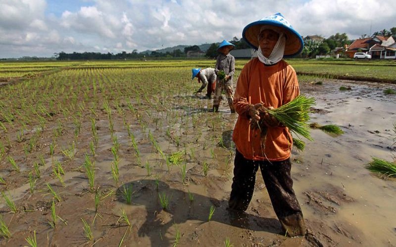 Produksi Pertanian Sumsel Tetap Meningkat di Tengah Pandemi 