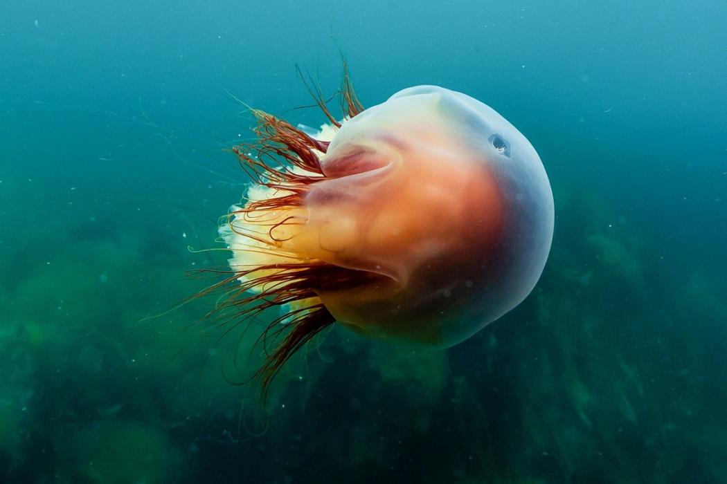 Penyelam Berjumpa Ubur-Ubur Terbesar di Dunia, Bisa Sengat 150 Orang Bersamaan