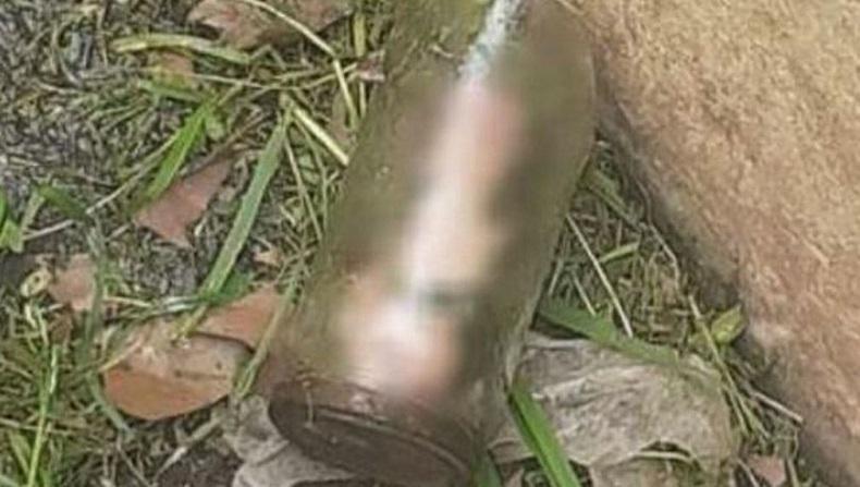 Ngeri, Tukang Kebun Temukan Potongan Penis yang Diawetkan di Taman