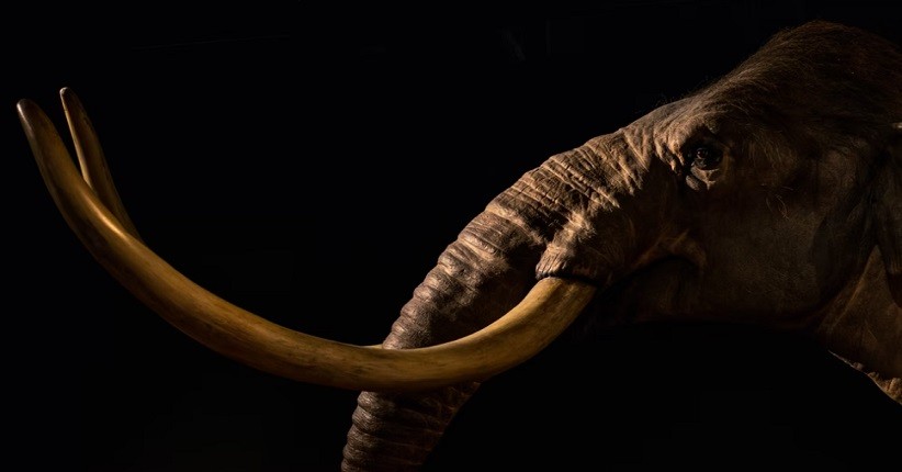 Gunakan Teknologi CRISPR, Perusahaan Ini Bakal Bawa Wolly Mammoth Kembali dari Kepunahan