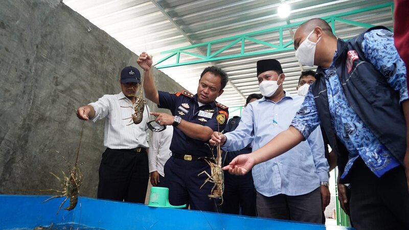 KKP Intensifkan Pengawasan Budidaya Lobster
