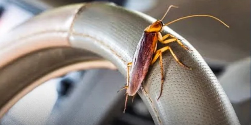 Mobil Dihinggapi Banyak Kecoa, Begini Cara Mengusirnya  