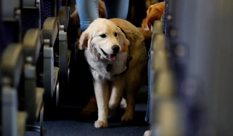 Tajir, Pria Ini Booking Semua Kursi Kelas Bisnis Pesawat untuk Anjing Peliharaan