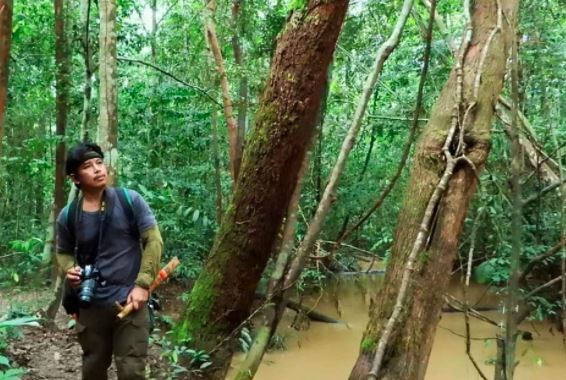 Tanggapi Isu Deforestasi, Kemenhut: Pembukaan Hutan Berizin Bukan Ilegal