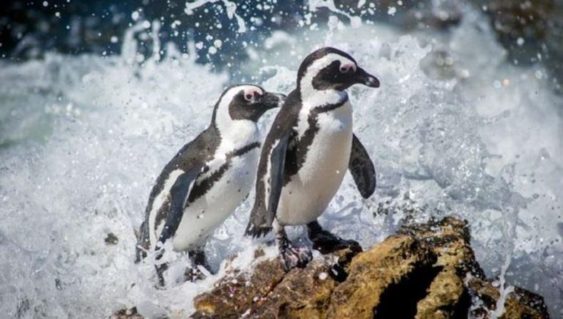 Puluhan Bangkai Penguin Langka Tergeletak di Pantai, Penyebab Kematiannya Bikin Kaget