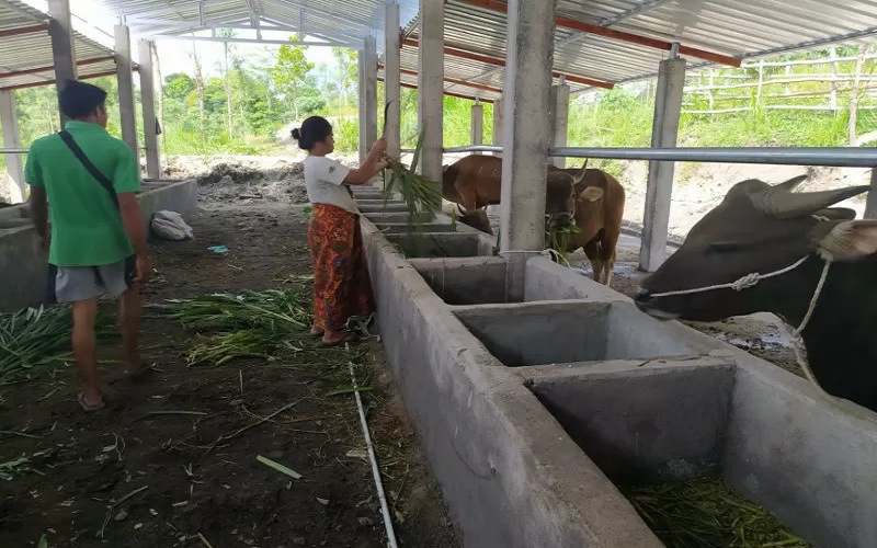 Mantan Kadisnakkeswan NTB Diperiksa atas Dugaan Korupsi Pengadaan 1.000 Ekor Sapi