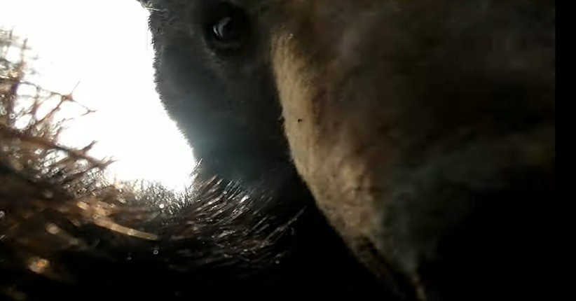  Beruang Temukan GoPro yang Hilang, Terekam Sempat Memainkannya