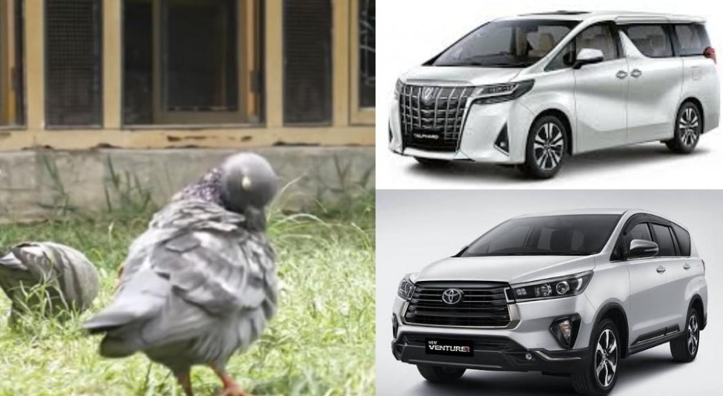 Wow, Burung Merpati Milik Warga Pekalongan Ini Seharga Alphard Baru Plus Innova