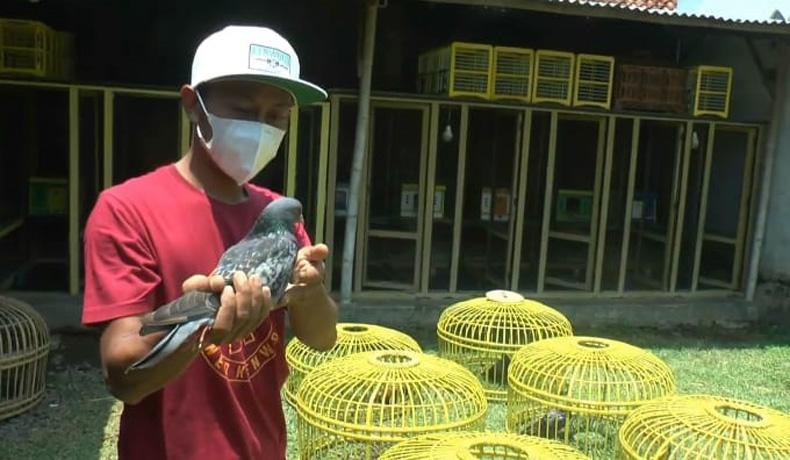 Terungkap, Begini Cara Warga Pekalongan Merawat Burung Merpati hingga Terjual Rp1,5 Miliar