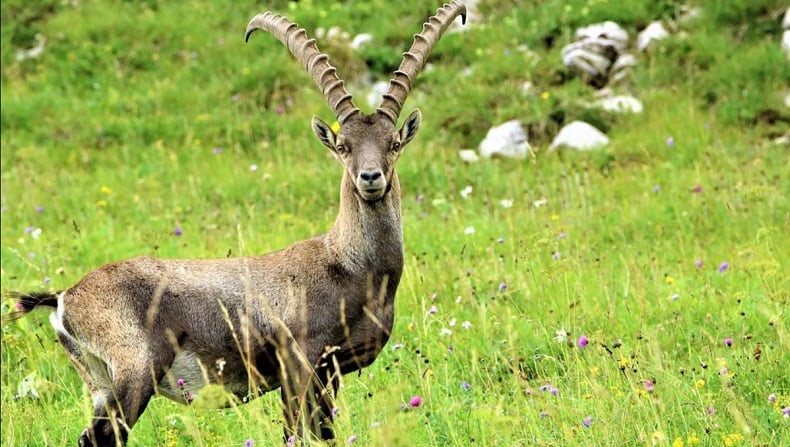 Peristiwa Langka, Kambing Bunuh Beruang di Kanada