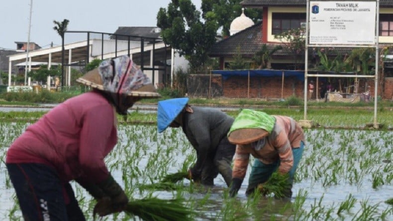 Petani Meruya Jakarta Barat Akan Panen 12,3 Ton Gabah