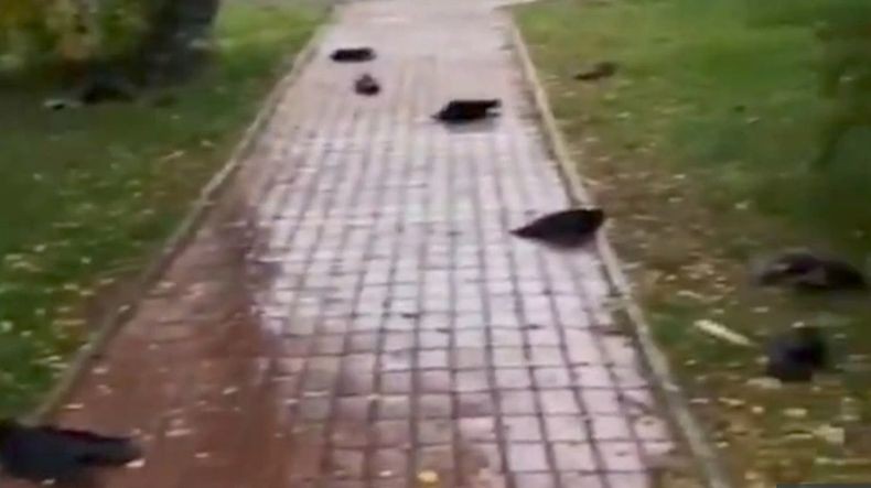 Heboh, Ribuan Burung Gagak Mati Berjatuhan dari Langit