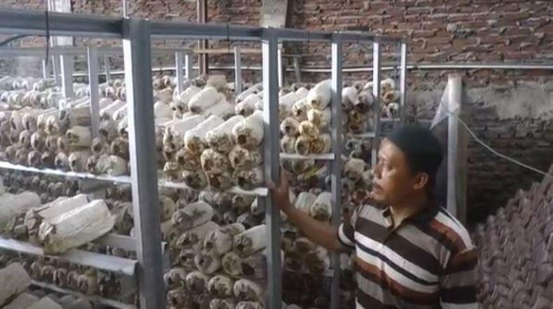 Tingkatkan Produktivitas, Petani Jamur Tiram di Semarang Manfaatkan Sistem Robotik 