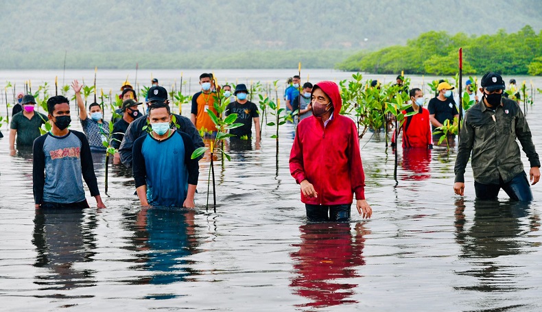 Aksi Jokowi Nyemplung saat Tanam Mangrove di Batam
