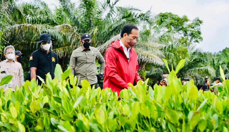 Jokowi : Indonesia Miliki Hutan Mangrove Terluas di Dunia, Kita Harus Jaga