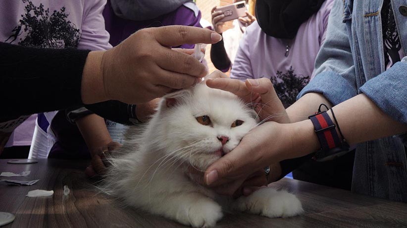   Pemkot Yogya Gelar Vaksinasi Rabies Gratis Lho, Targetkan 150 Hewan 