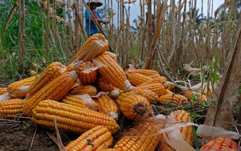 CIPS: Harga Telur Naik Karena Pasokan Jagung Lokal untuk Pakan Ternak Minim 