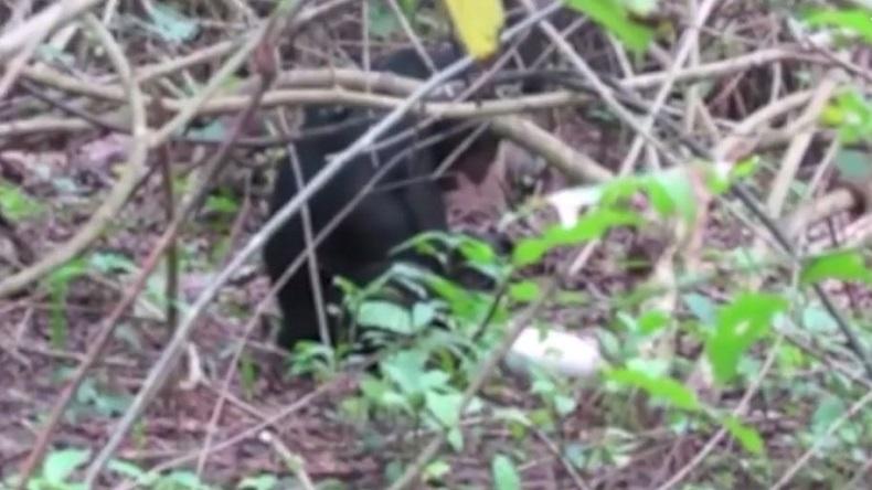 Pertama di Dunia, Simpanse Jantan Terekam Masturbasi Pakai Botol Bekas