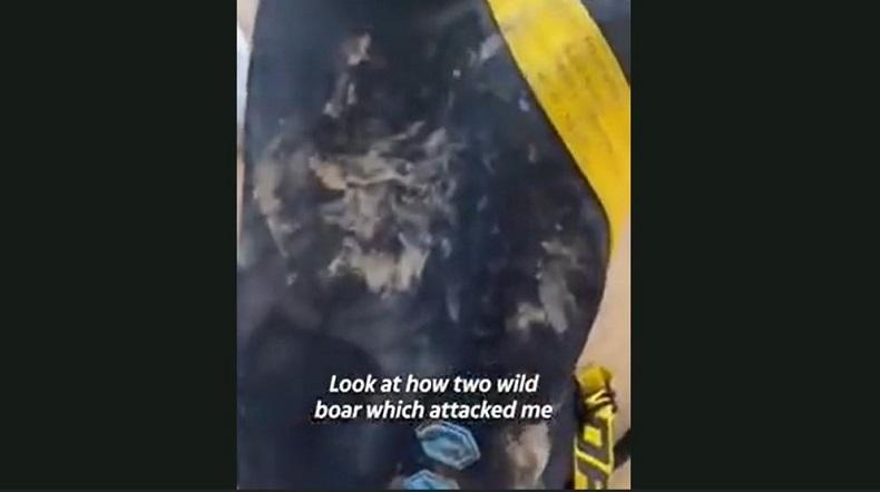 Penyanyi Shakira Diserang Babi Hutan saat Jalan-Jalan, Tas Tangan Rusak