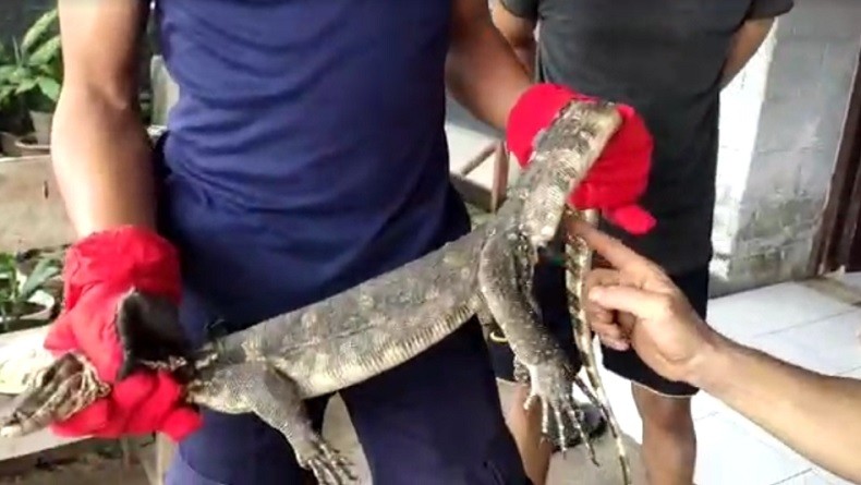 Rumah Diacak-acak Biawak, Warga Perumahan Pondok Aren Panik Minta Bantuan Petugas Damkar