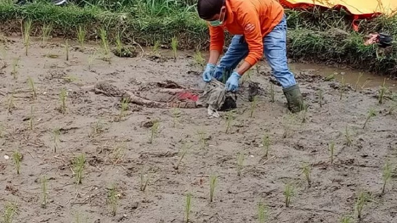 Warga Agam Geger, Mayat Pria Bertato Ditemukan Terbenam di Lumpur Sawah