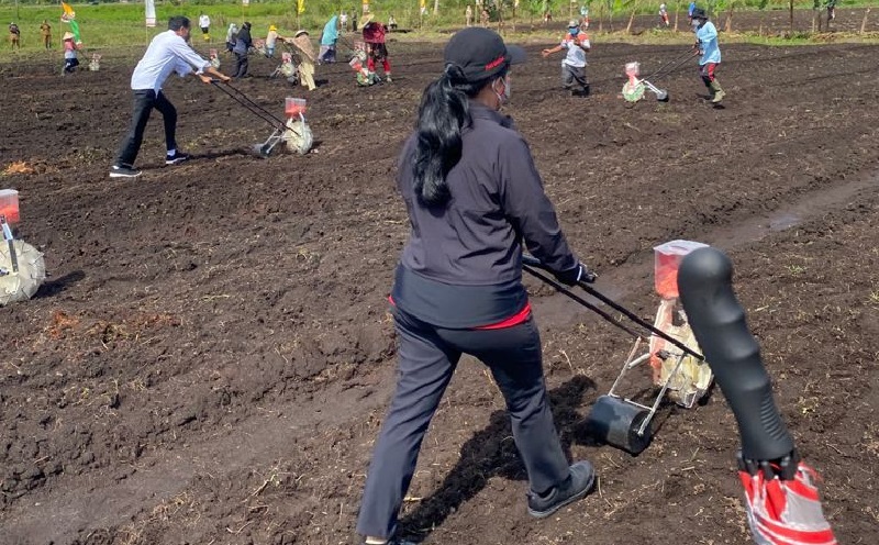 Tanam Jagung Bersama Jokowi di Papua, Puan Maharani: Tanpa Petani Indonesia Tak Bisa Berdaulat Pangan
