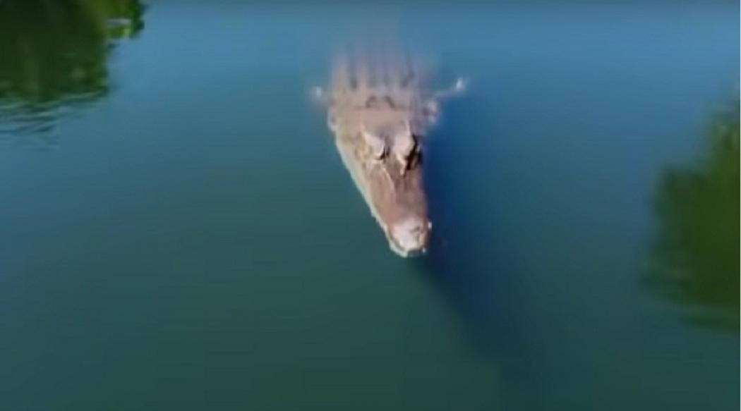 Momen Buaya Menyambar Drone Terekam Kamera, Kecepatannya Luar Biasa!