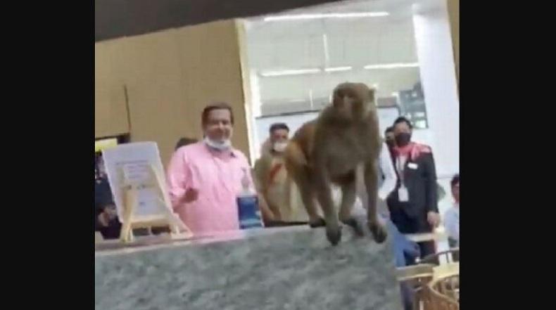 Bikin Heboh, Monyet Nekat Masuk Bar Bandara Curi Minuman