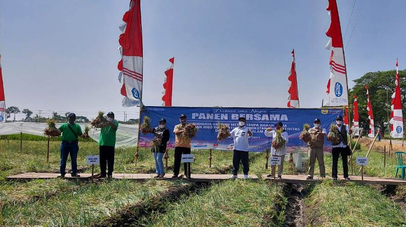 Budi Daya Bawang Merah di Sragen Didorong Dimaksimalkan 