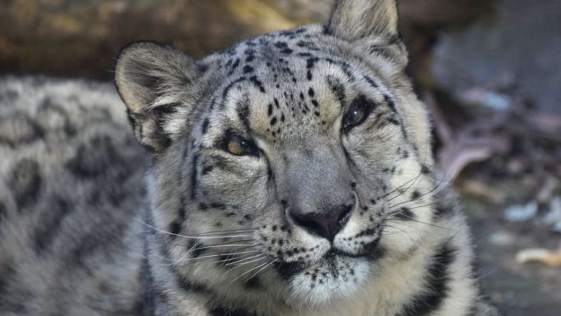 Macan Tutul Mati dengan Gejala Mirip Covid