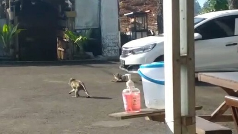 Monyet Ekor Panjang Kelaparan Serbu Permukiman di Lembang, Warga Resah