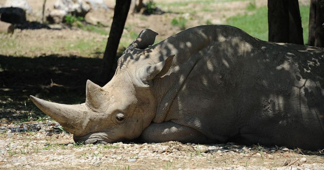 Toby, Badak Putih Tertua di Dunia Mati di Kebun Binatang