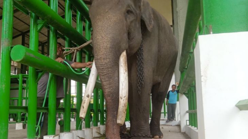Tak Bisa Kentut, Gajah Jinak di Lampung Sakit Kembung