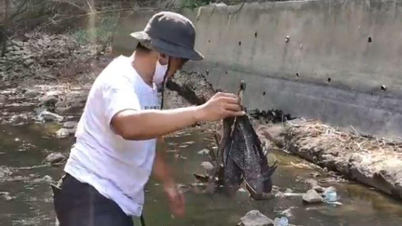 Puluhan Ikan di Sungai Lusi Blora Ditemukan Mati, Diduga Ini Penyebabnya 