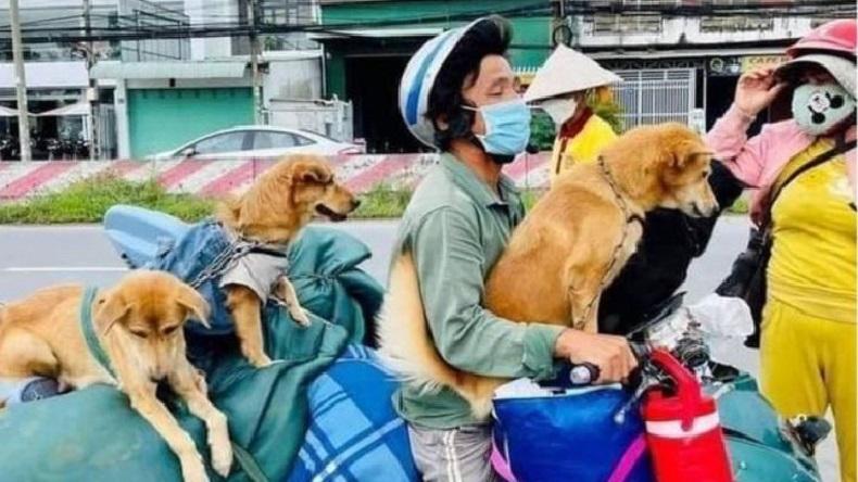 Pasutri Dirawat di RS akibat Covid, 12 Anjing Peliharaan Dibunuh