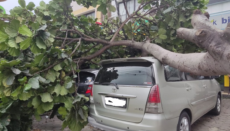 Hujan Disertai Angin Kencang di Bogor, Pohon Tumbang hingga Atap Berterbangan