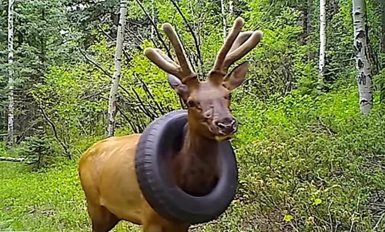 Akhirnya Ban Mobil Terjebak di Leher Rusa Dilepas Setelah 2 Tahun